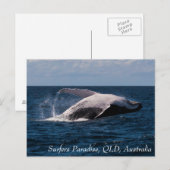 Humpback Whale Baching Surfers Paradise Briefkaart (Voorkant / Achterkant)