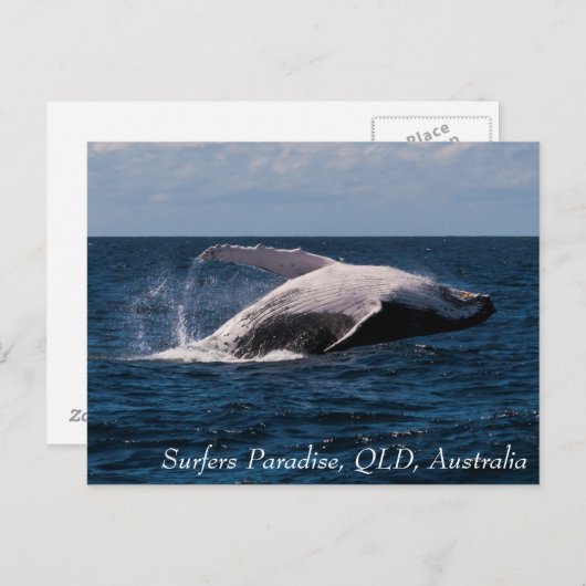 Humpback Whale Baching Surfers Paradise Briefkaart (Voorkant / Achterkant)