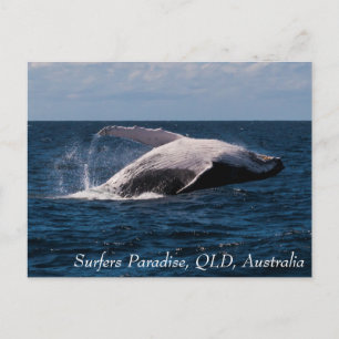 Humpback Whale Baching Surfers Paradise Briefkaart