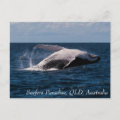 Humpback Whale Baching Surfers Paradise Briefkaart (Voorkant)