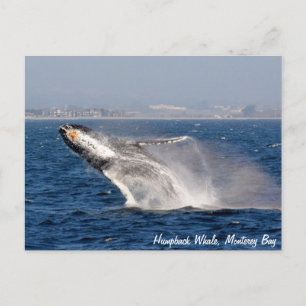 Humpback Whale Breach Briefkaart