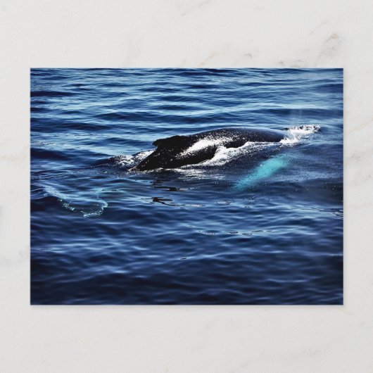 Humpback Whale Briefkaart (Voorkant)