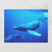 Humpback Whale Briefkaart (Voorkant)