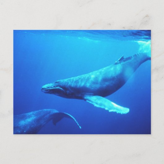Humpback Whale Briefkaart (Voorkant)