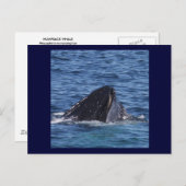 Humpback Whale Briefkaart (Voorkant / Achterkant)