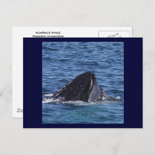 Humpback Whale Briefkaart (Voorkant / Achterkant)