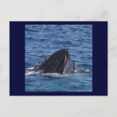 Humpback Whale Briefkaart (Voorkant)