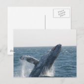 Humpback Whale Briefkaart (Voorkant / Achterkant)