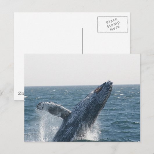 Humpback Whale Briefkaart (Voorkant / Achterkant)