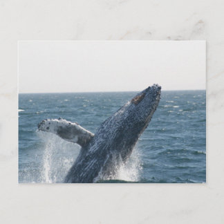 Humpback Whale Briefkaart