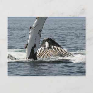 Humpback Whale Briefkaart