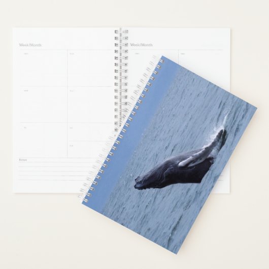 Humpback Whale Calf Breach Planner (Display)