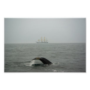 Humpback Whale en Tall Ship 2 Foto Afdruk