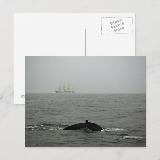 Humpback Whale en Tall Ship Briefkaart (Voorkant / Achterkant)