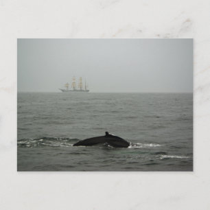 Humpback Whale en Tall Ship Briefkaart
