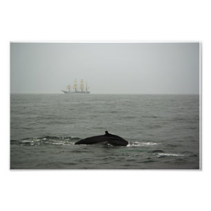 Humpback Whale en Tall Ship Photo Foto Afdruk