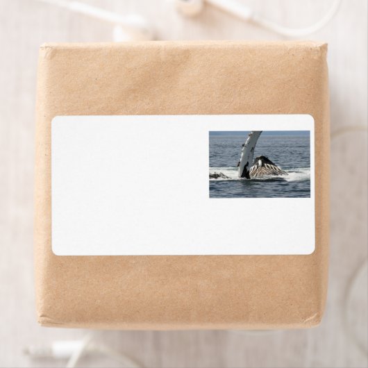 Humpback Whale Etiket (Insitu)