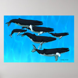 Humpback Whale Family Print