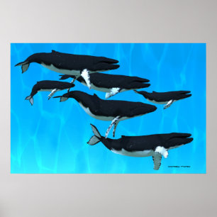 Humpback Whale Family Print