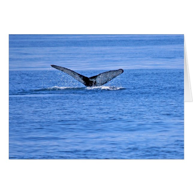 Humpback Whale Fluke (Voorkant Horizontaal)