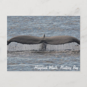 Humpback Whale Flukes Briefkaart