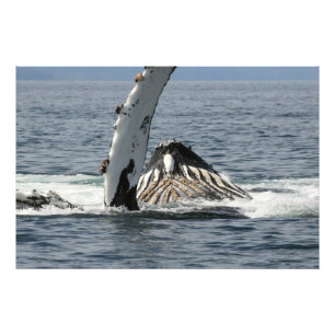 Humpback Whale Foto Afdruk