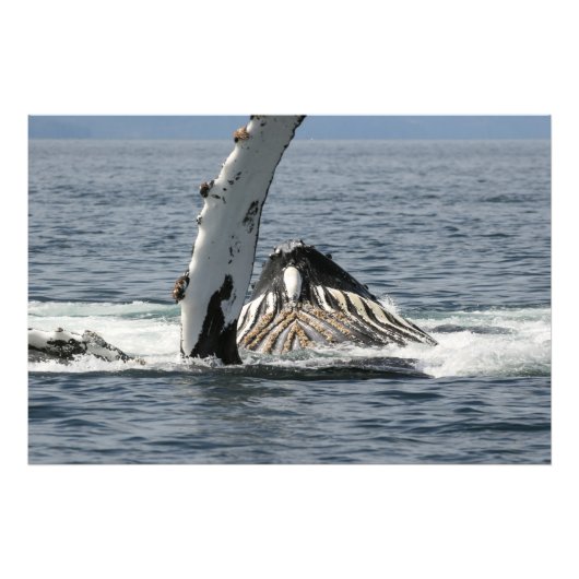 Humpback Whale Foto Afdruk (Voorkant)