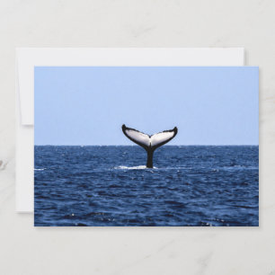 Humpback Whale in Ocean