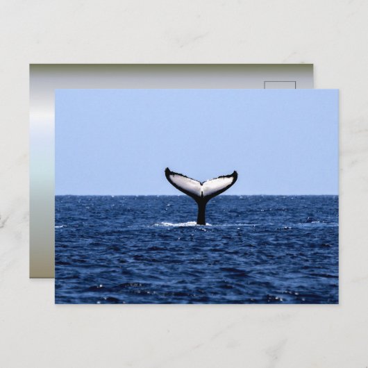 Humpback Whale in Ocean Briefkaart (Voorkant / Achterkant)