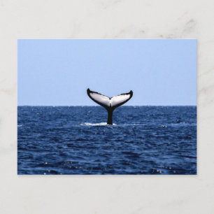 Humpback Whale in Ocean Briefkaart