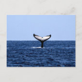 Humpback Whale in Ocean Briefkaart (Voorkant)