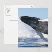 Humpback Whale Jumping High Briefkaart (Voorkant / Achterkant)