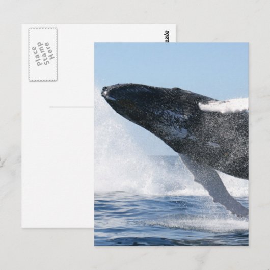 Humpback Whale Jumping High Briefkaart (Voorkant / Achterkant)