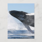 Humpback Whale Jumping High Briefkaart (Voorkant)