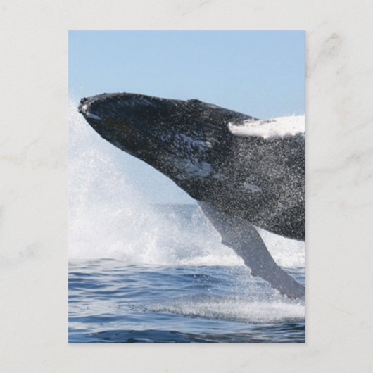 Humpback Whale Jumping High Briefkaart (Voorkant)