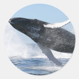 Humpback Whale Jumping High Ronde Sticker