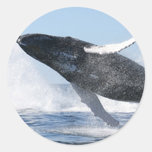 Humpback Whale Jumping High Ronde Sticker (Voorkant)