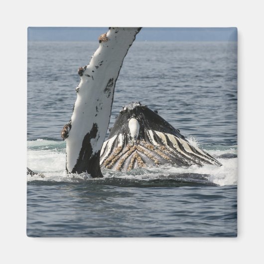 Humpback Whale Magneet (Voorkant)