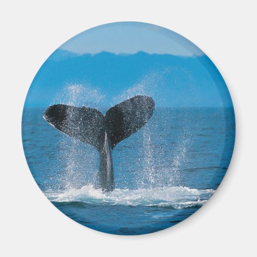 Humpback Whale Magneet (Voorkant)