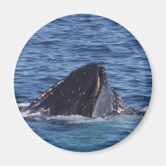 Humpback Whale Magneet (Voorkant)