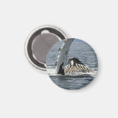 Humpback Whale Magneet (Voorkant / Achterkant)