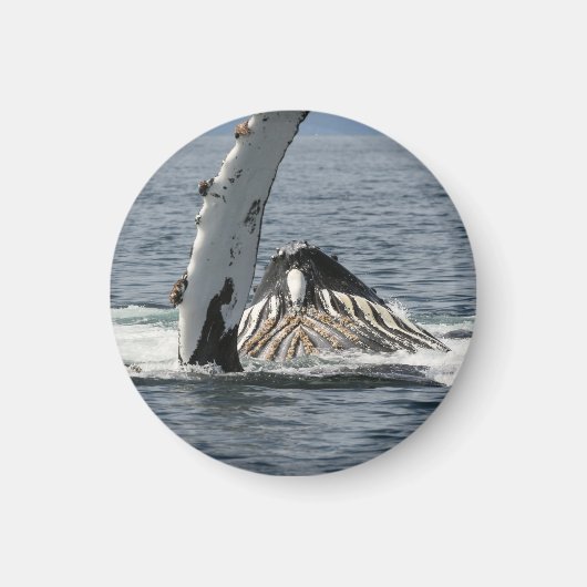 Humpback Whale Magneet (Voorkant)