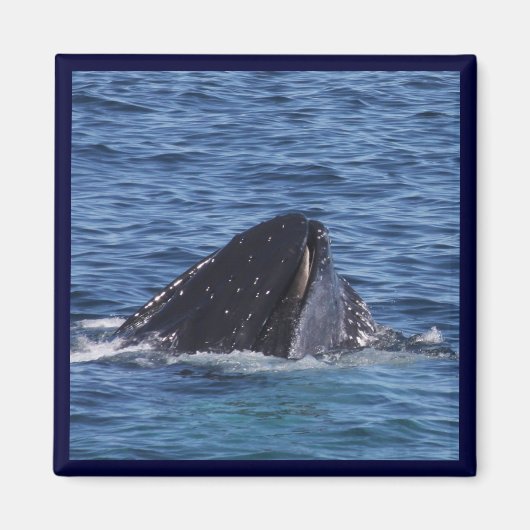 Humpback Whale Magneet (Voorkant)
