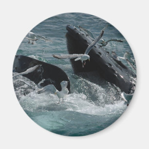 Humpback Whale Magnet