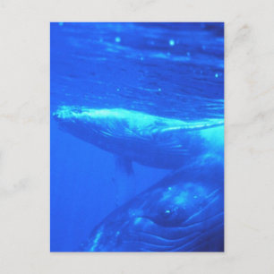 Humpback Whale-moeder en Calf Briefkaart