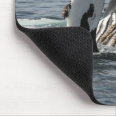 Humpback Whale Muismat (Hoek)
