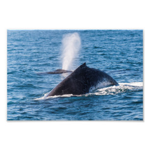 Humpback Whale Photo Print Foto Afdruk