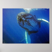 Humpback Whale Poster (Voorkant)