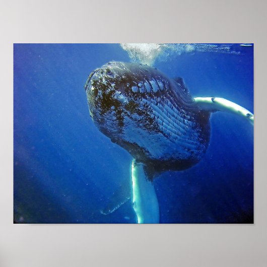 Humpback Whale Poster (Voorkant)