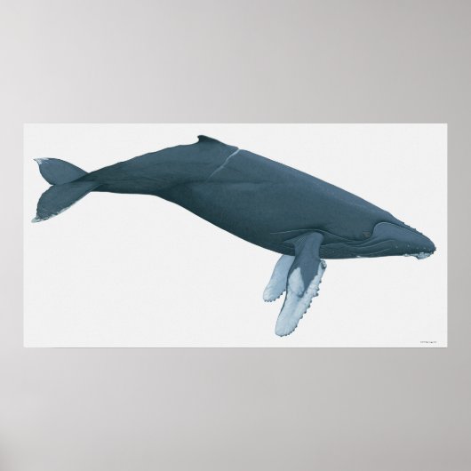 Humpback Whale Poster (Voorkant)